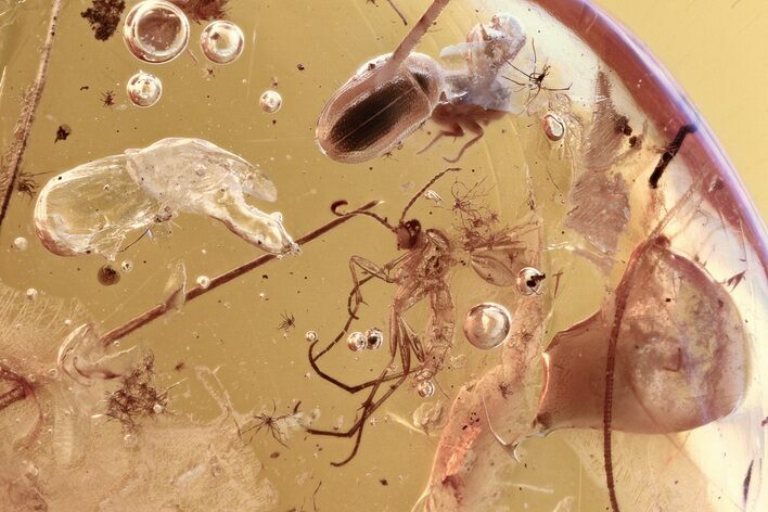 Fossil Beetle, Fungus Gnat, Scuttle Fly & Partial Bristletail in Amber #310926